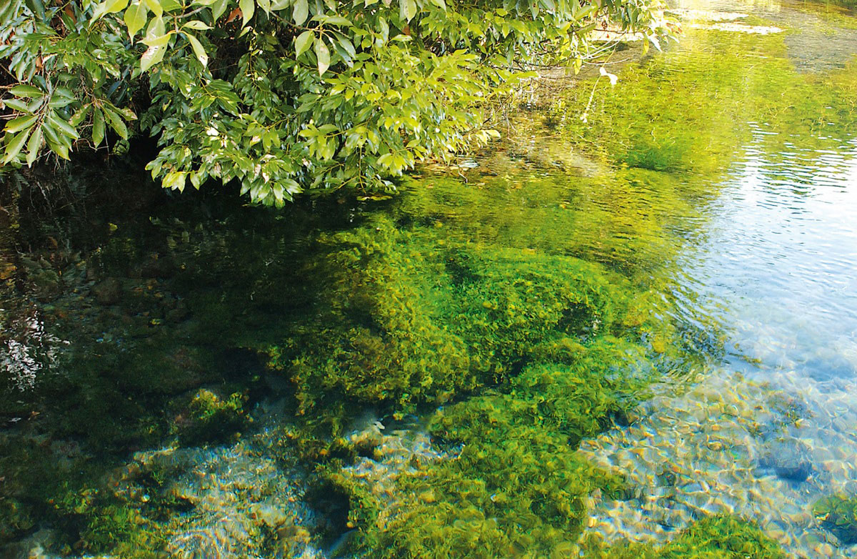 富士の湧水 御殿場の魅力