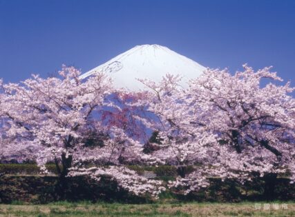 平成24年 4月