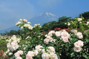 平成24年 6月