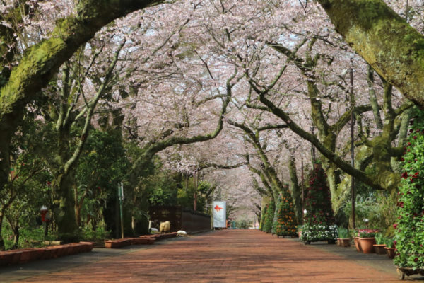 御殿場高原時之栖(4/12)