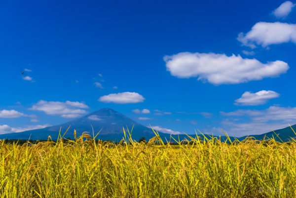 平成29年カレンダー