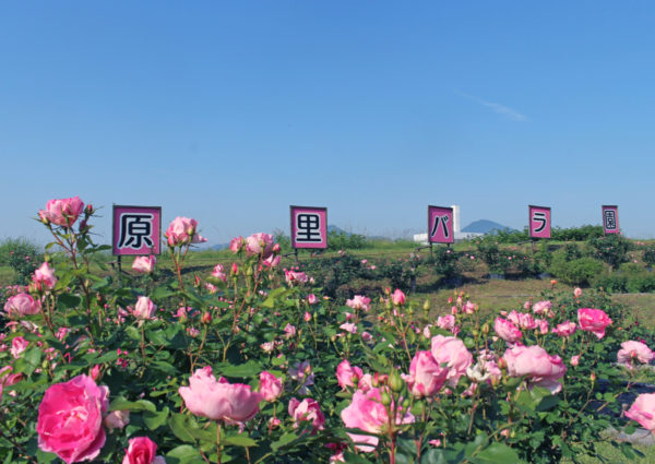 原里バラ園3