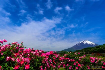 Cc30dde392a65e9c7fe91eb92c2ae9c6