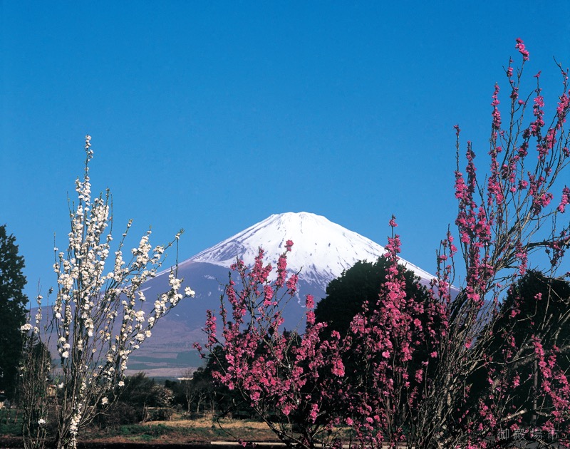 富士山写真3月 御殿場の魅力