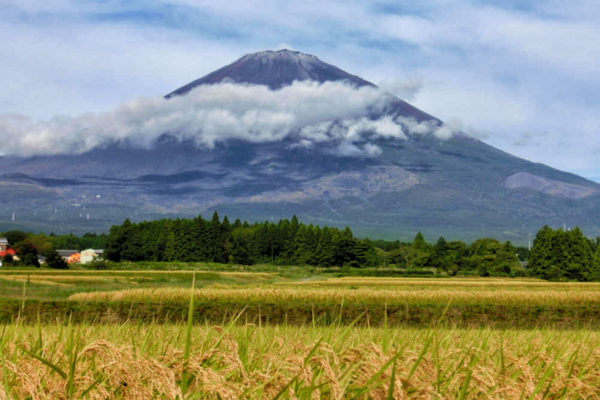 稲穂と富士山