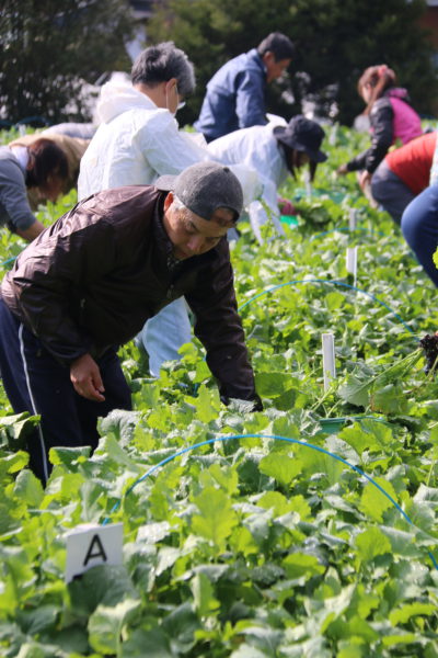 水かけ菜収穫・漬け込み体験