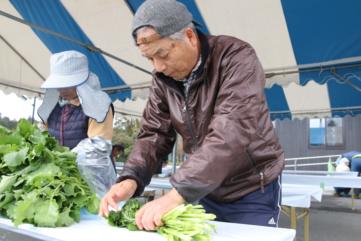 水かけ菜収穫・漬け込み体験