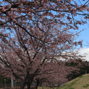 ３／３１桜公園