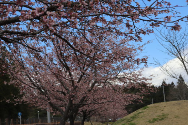 3/31桜公園