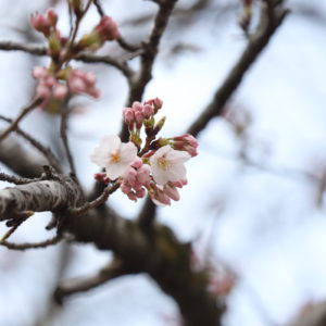 ３／２８時之栖