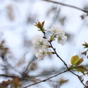 ３／２８時之栖