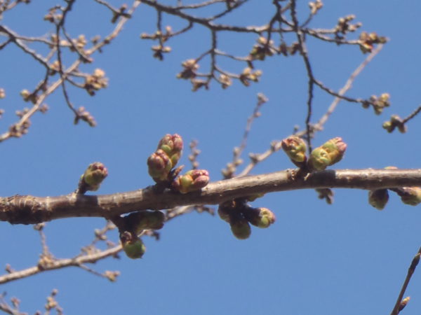 3/26平和公園