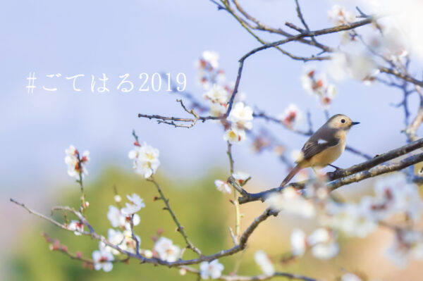 ごてはる2019