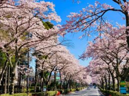 Sakura