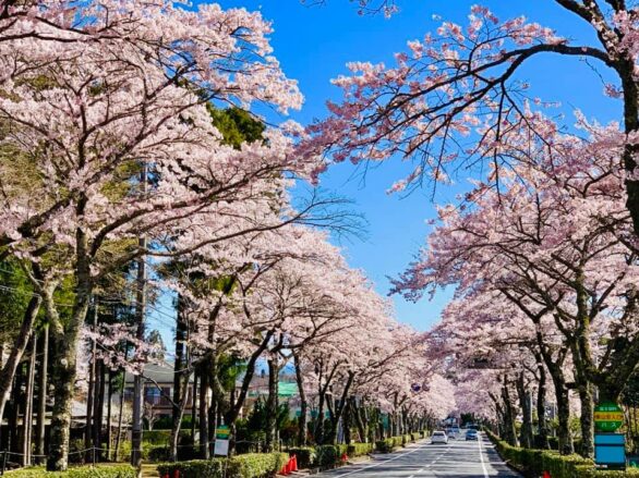 Sakura