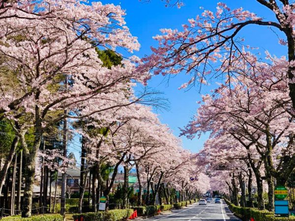 御殿場桜まつり