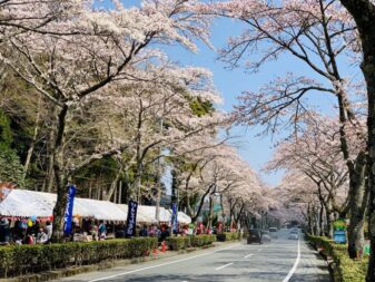 Sakura4