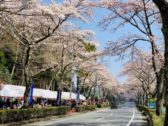 Sakura4