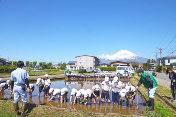 田植え体験