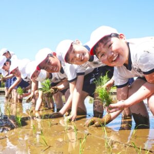 田植え体験