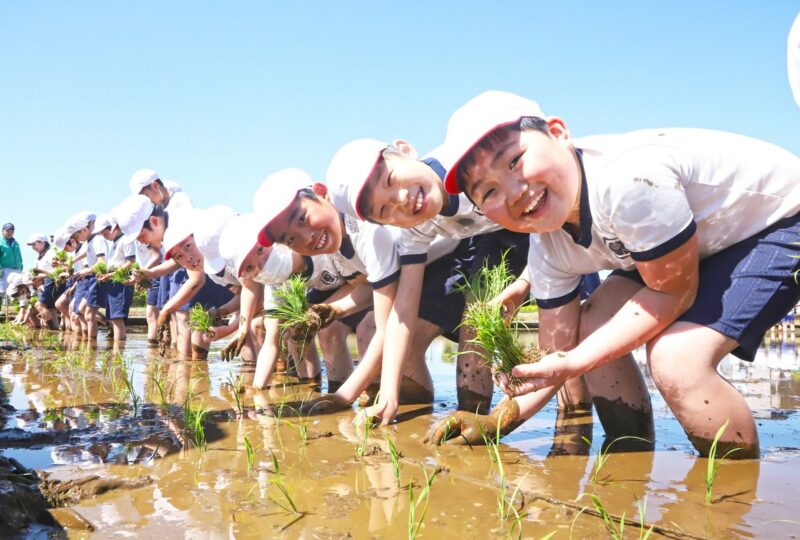 田植え体験