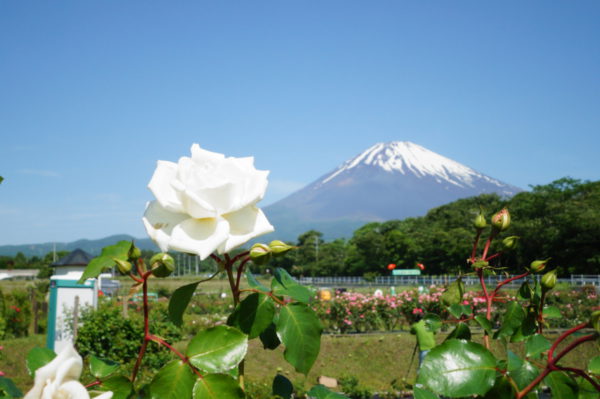 バラ園