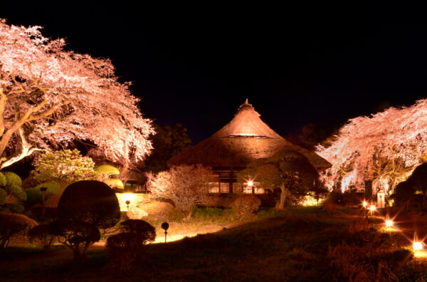 今野 剛典さん「夜桜の宴」