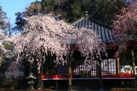 石井 良二さん「観音堂の春」 Sakura 2