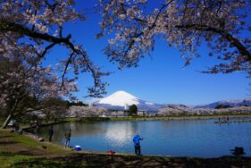 安藤 和昭さん「桜と富士と釣人」 Sakura 4