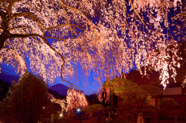 今野 剛典さん「夜桜絢爛」