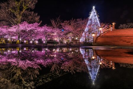 能澤 昌弘さん(SNS投稿作品) Sakura 8