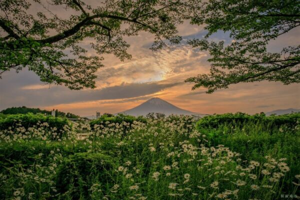 令和4年度御殿場市政カレンダー6月