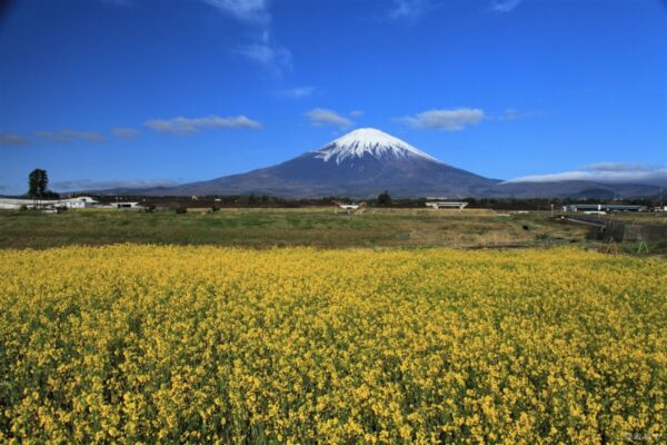 令和4年度御殿場市政カレンダー3月