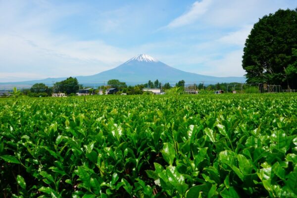 令和4年度御殿場市政カレンダー5月