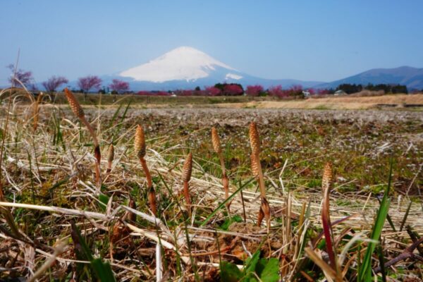 令和5年度御殿場市政カレンダー3月