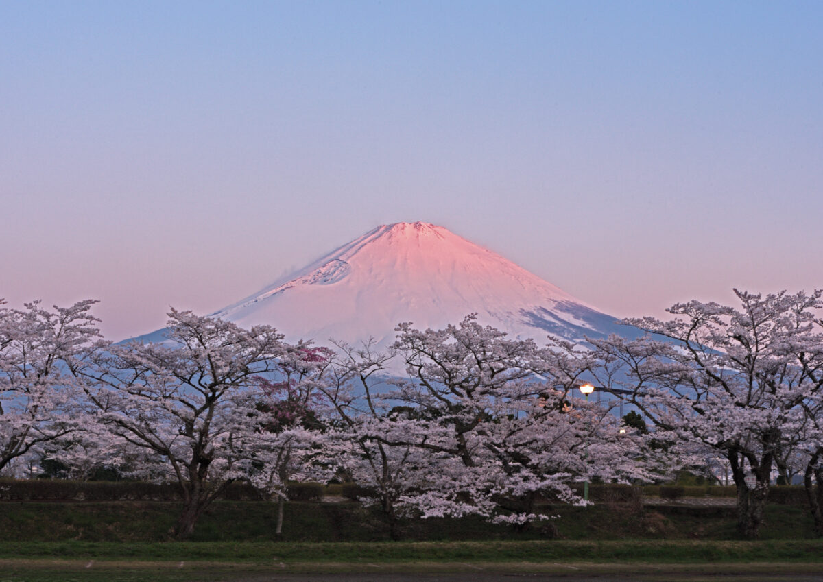 御殿場桜まつり写真コンテスト結果発表 – 御殿場の魅力