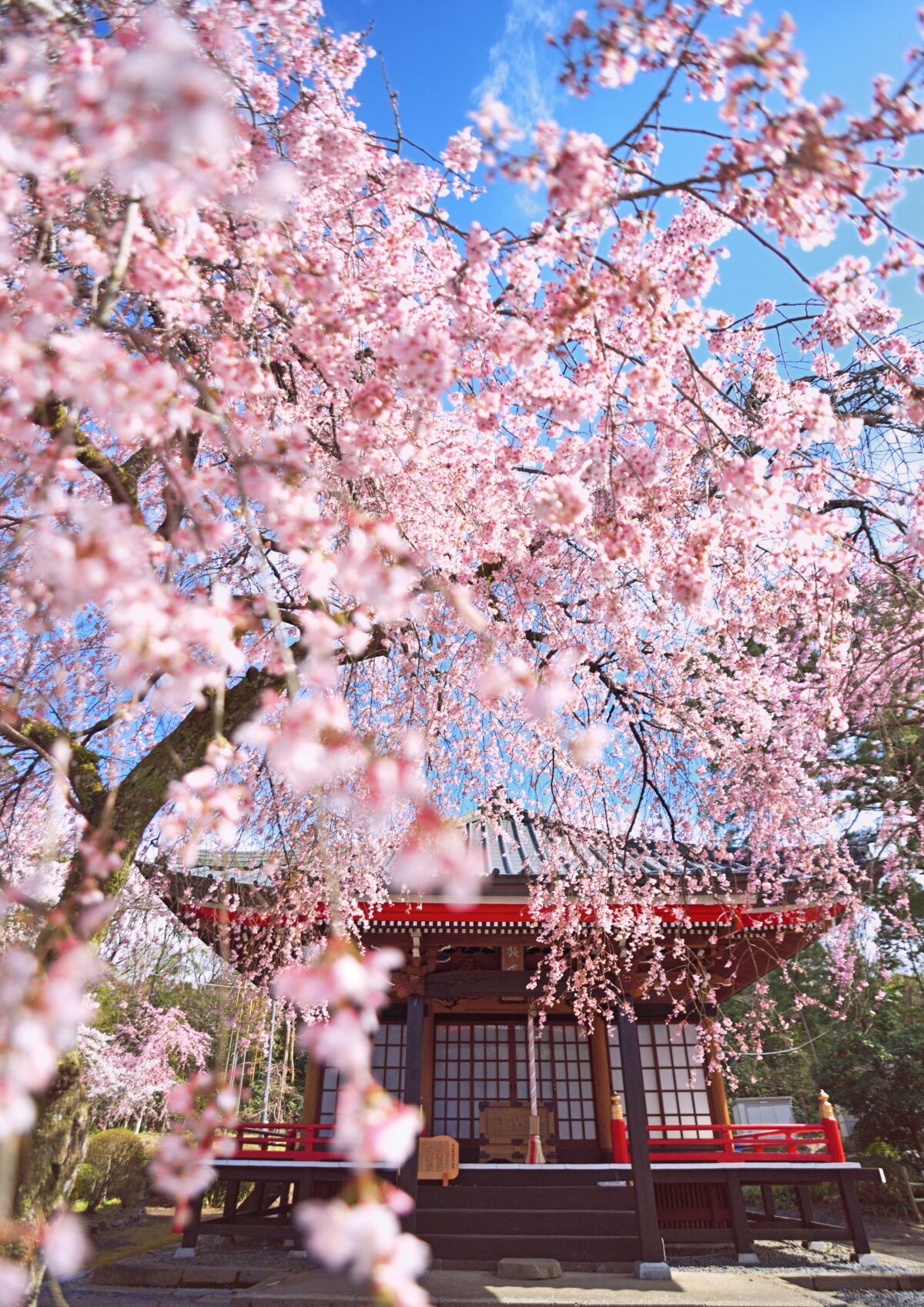 御殿場桜まつり写真コンテスト結果発表 – 御殿場の魅力