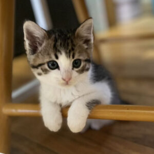 【クラウドファンディング】命を⼤切にするまちづくり!⼈と猫との共⽣を目指して…「地域猫活動」を 広めたい!!～第4弾～の画像イメージ