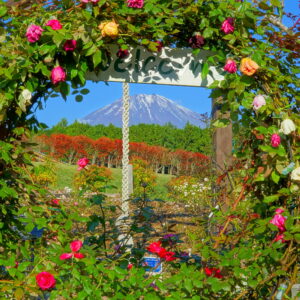 『バラ越しの富士山』　岩浅利泰さん