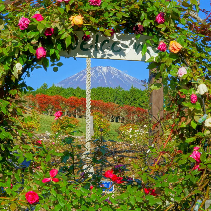 『バラ越しの富士山』 岩浅利泰さん