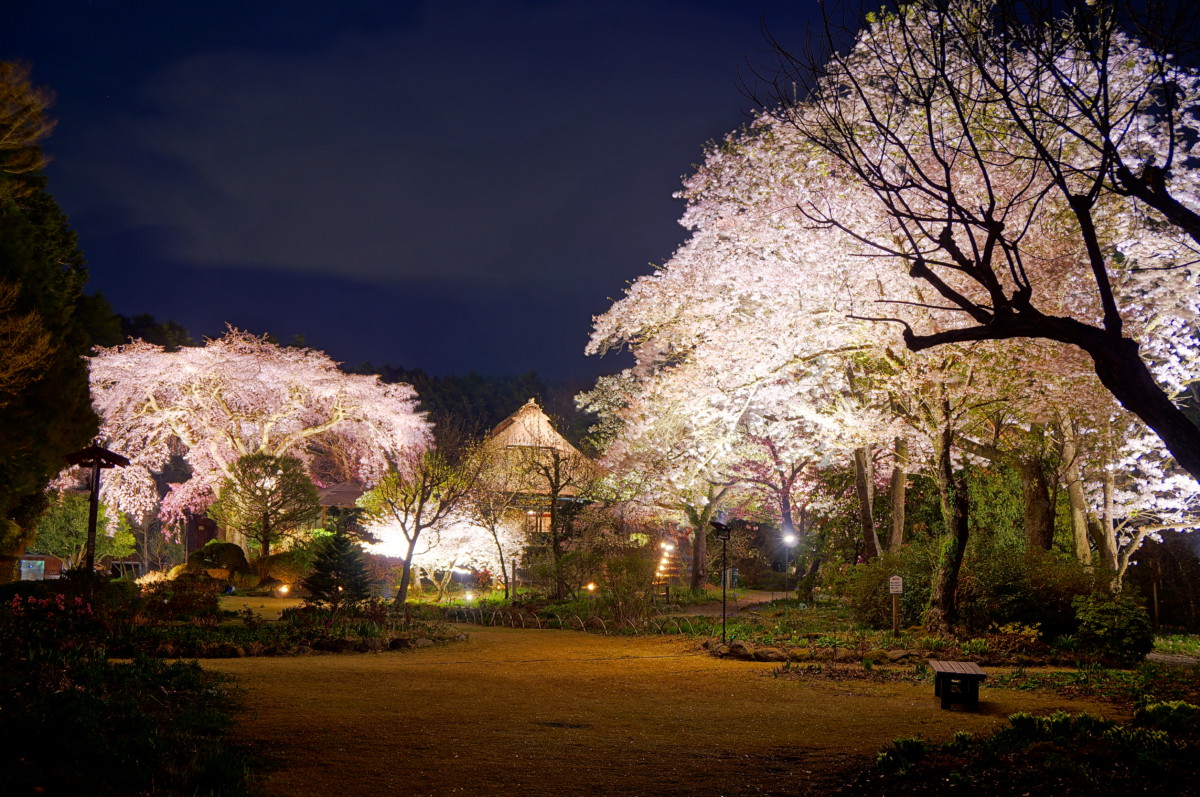 「御殿場桜まつり・夜桜ライトアップ」が第14回日本夜景遺産に認定されました