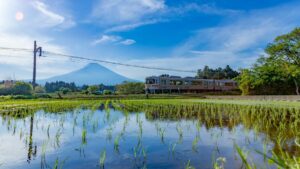 富士山と田んぼ