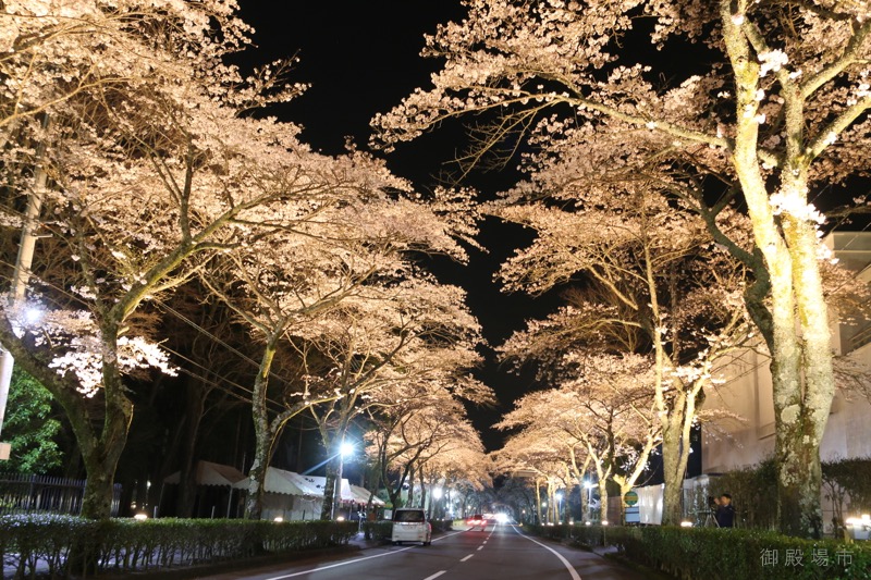 夜桜ライトアップ