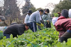 水かけ菜収穫・漬け込み体験<br>2019.03.05 掲載