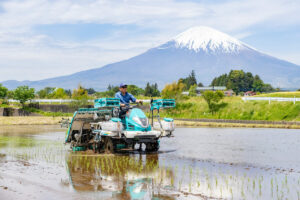田植え