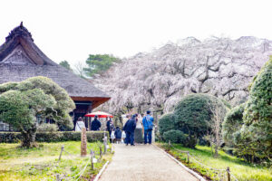 第24回御殿場桜まつり