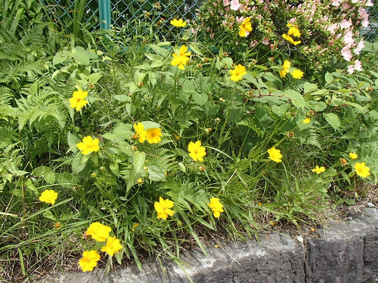 ookinnkeigiku
