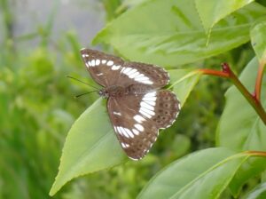 アサマイチモンジ