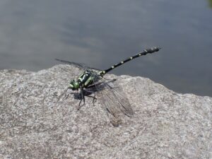 ダビドサナエ