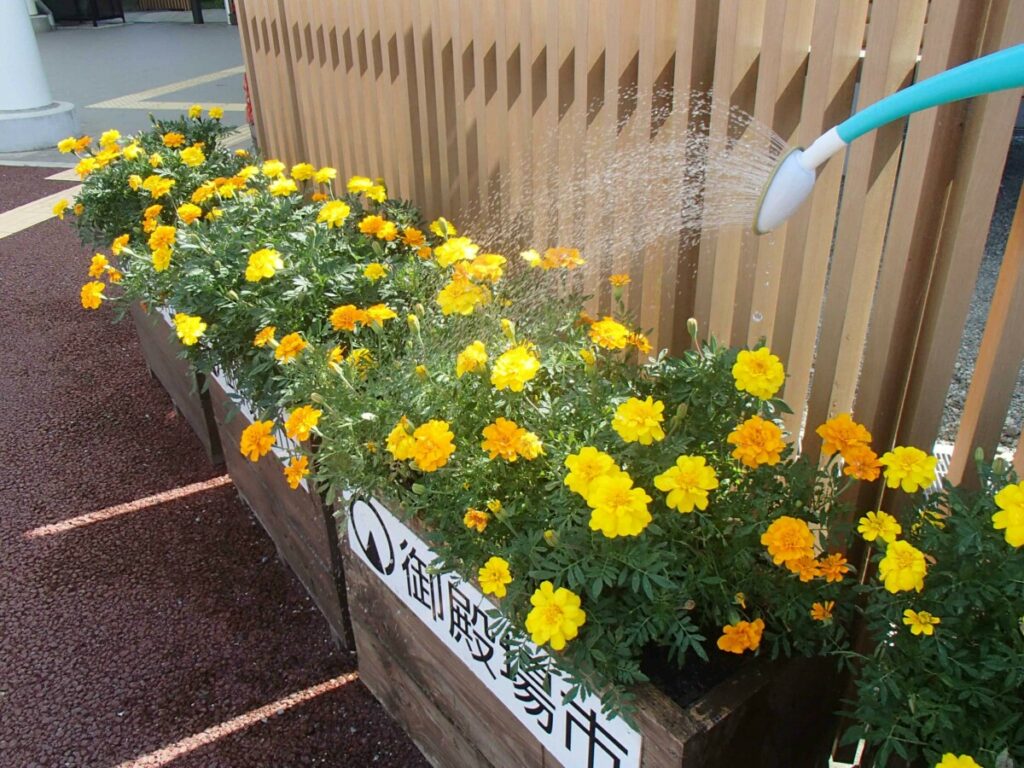 市役所花壇１